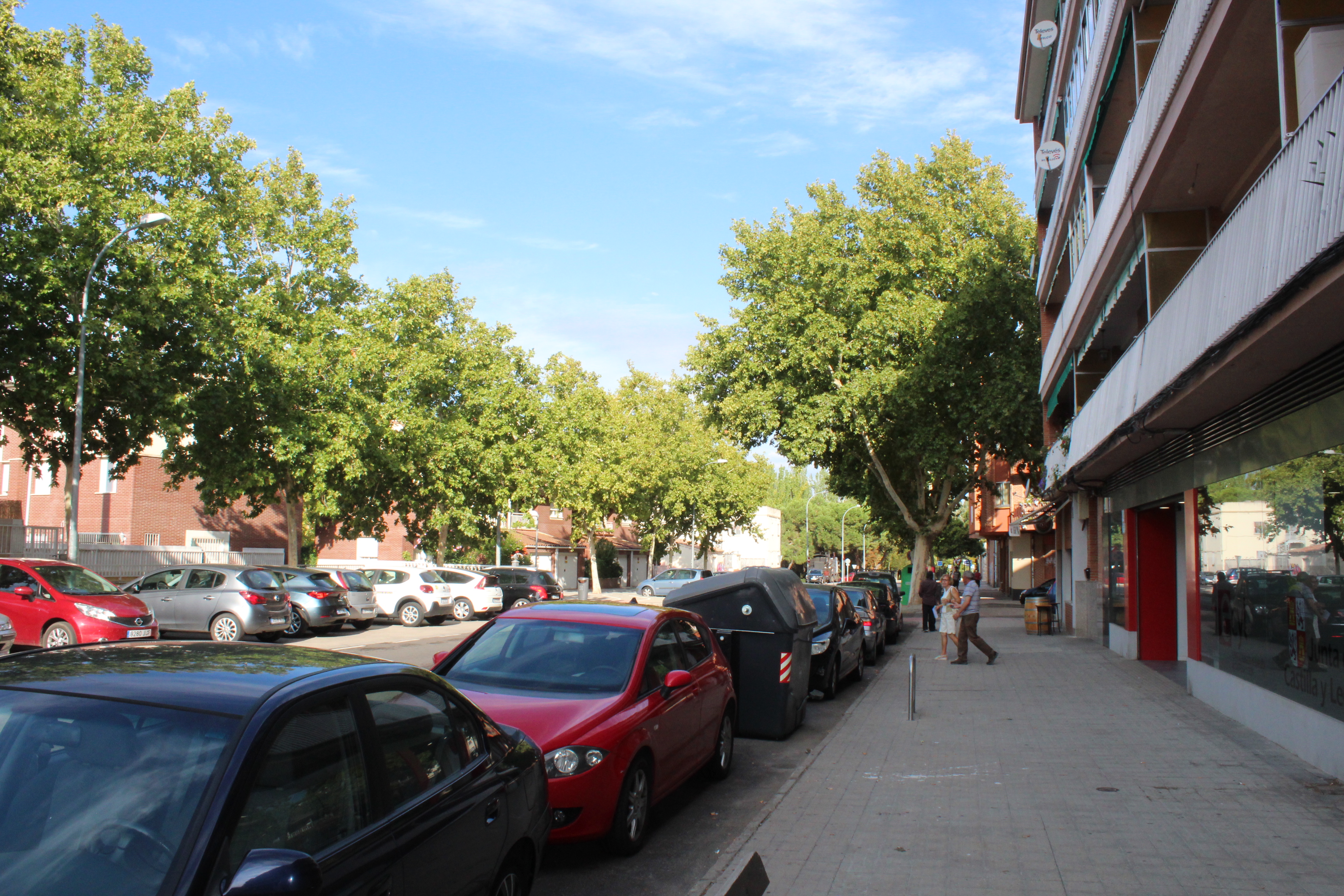 imagen principal B12 árboles en las calles. Múltiples servicios de ecosistemas
