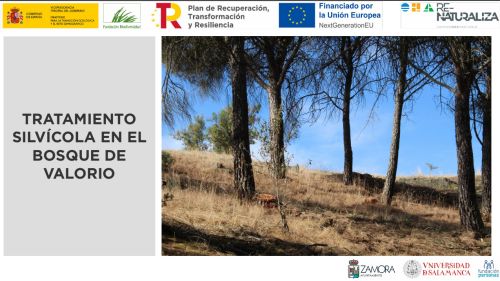 imagen principal Descripción de los motivos y características de la actuación en el bosque de Valorio